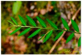 Image result for Phyllanthus ovalifolius