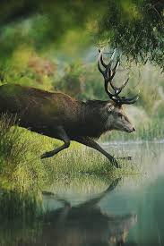Onetigris Share Spring Lake Grass And Deer Animals Beautiful Animals Wild Red Deer
