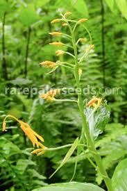 Image result for Globba