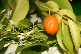 Image result for Olacaceae