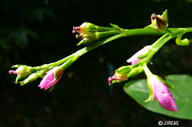 Image result for Talinum portulacifolium