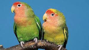 Lovebird Lovebird Birds Burung Birdlovers Burung Beo Burung Piaraan