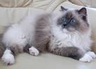 Lynx Point Ragdoll Cats