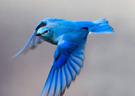 Birds That Start With Blue Blue Birds Flying Google Search Birds Flying Bird Supplies Blue Bird