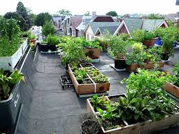 Good View Of Neighbour S Roof Tops Rooftop Garden Roof Garden Terrace Garden