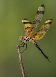 Black And Yellow Dragonfly Canada Halloween Pennant Dragonfly Fairchild Tropical Botanic Garden Insects Dragonfly Art Beautiful Bugs