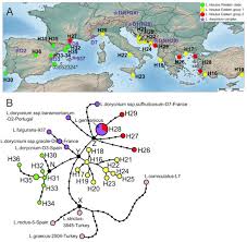 Image result for Antopetitia abyssinica