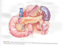 How often can i play? Cross Sectional Spleen Diagram Quizlet