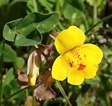 Image result for Phrymaceae