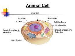 The function of mitochondria is vital to our health and mitochondrial dysfunction heralds the in biological terms, an organelle is a separate structure residing inside a cell which corresponds to an as you can imagine, without efficient functioning of mitochondria and with a lack of enough energy. Cell Structures Functions And Transport Figure 7 5