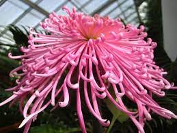 Japanese Hybrid Spider Chrysanthemum Spider Chrysanthemum Chrysanthemum Flower Care Flora Flowers