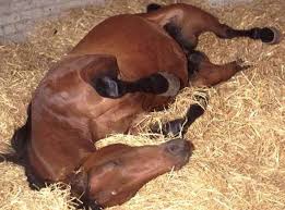 المغص التقلصى فى الخيول Horse Health Horse Colic Horses Diet