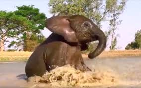 Les éléphants sont les plus gros animaux terrestres. Baby Elephant Has Fun Splashing In Puddles Elephant Rescue Elephant Animals Beautiful