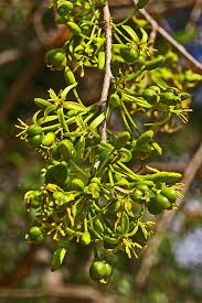 Image result for Cleistanthus schlechteri