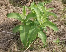 Weed Of The Month Common Milkweed The Horse