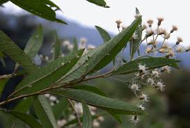 Image result for Vernonanthura polyanthes