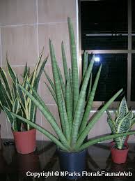 Image result for Marsdenia angolensis