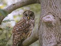 Early Summer Breeding Bird Survey — Innisfree Garden
