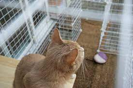 Diy Cat Enclosure Under 100 Diy Cat Enclosure Cat Enclosure Cat Diy