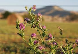 Image result for Medicago laciniata