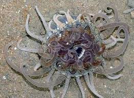 Wild Shores Of Singapore A Sliver Of Tuas Teeming With Marine Life Patterns In Nature Lightning Nature Art