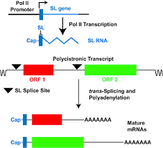 Gene products, promote pec survival in the absence of angiogenic factors and serum (7, 8). Trypanosomatid Transcription Factors Waiting For Godot Pnas