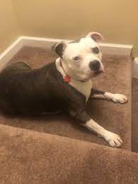 23 Best American Bulldog - Stratford Terrier Mix Ideas In 2021 Stratford Terrier American Bulldog Terrier Mix