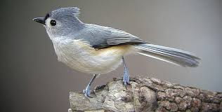 Birds With Tufted Heads Birds Of Pennsylvania Titmouse Bird Birds Titmouse