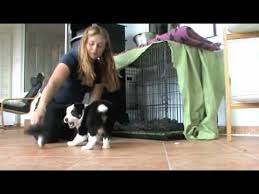 By moving slowly through these fun processes, your. Crate Games With The Puppies Youtube