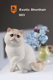 The quiet and docile exotic shorthair adapts easily to any environment, getting along well with dogs and children. Exotic Shorthair Cat Beige Machinegun