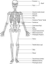 Learn About The Human Skeletal System About Osteology The Study Of Bones The Axial Skeleto Human Bones Anatomy Skeletal System Anatomy Human Skeletal System