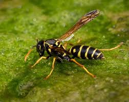 European wasps Perth
