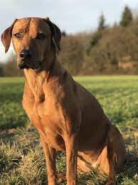 best dog ever rhodesian ridgeback