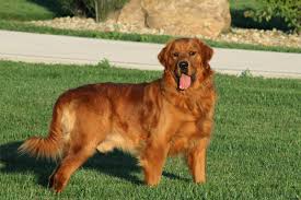 Our beautiful family pet gave birth on the 15th of january to a litter of gorgeous red working retriever cross red working cocker spaniel.known in america as a 'dakota sports. Dogwood Farms Golden Retrievers Mountain Home Arkansas