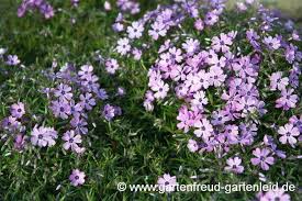 Phlox Subulata Kissen Phlox Moos Phlox In 2020 Flammenblume Stauden Blumen