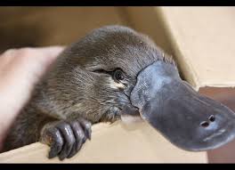 A platypus literally swam into my. Platypus Nsw Environment Energy And Science