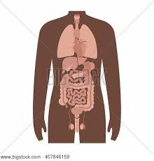 This video explains the internal organs of human body. Internal Organs Black Vector Photo Free Trial Bigstock