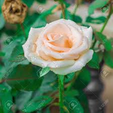 Find over 100+ of the best free flowers images. Beautiful Pink Rose Day Of Love Romantic Flowers In The Garden Background Stock Photo Picture And Royalty Free Image Image 90297896