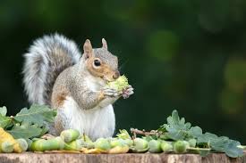 Image result for squirrel