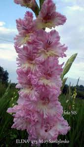Pin By Flutist56 On Gladiolus Gladiolus Flower Bulb Flowers Beautiful Flowers