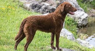 Akc national breed club member. Curly Coated Retriever Dog Breed Profile Petfinder