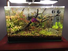 Pin On Pets Aquariums