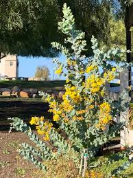 Image result for Acacia podalyriifolia