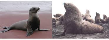 Difference Entre Otarie Phoque Et Morse