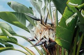 Image result for Strelitzia nicolai