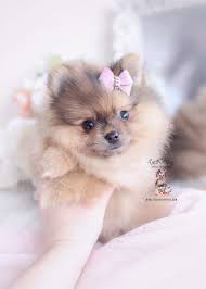 There are so many reasons why the pomeranian is considered one of the best of the small breeds and is such. Red Merle Pomeranian Puppy For Sale Teacup Puppies 028 Teacup Puppies Pomeranian Puppy Teacup Pomeranian