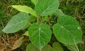 Image result for Marsdenia