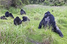 Rwanda: searching for gorillas in the mist | National Geographic
