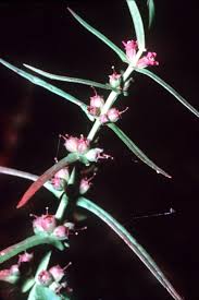 Image result for Ammannia baccifera