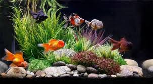 Getting Fancy With Goldfish Akvaryumlar Akvaryum Balik